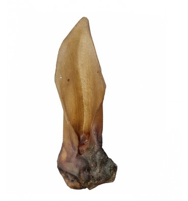 Roe-deer's ear dried pc.